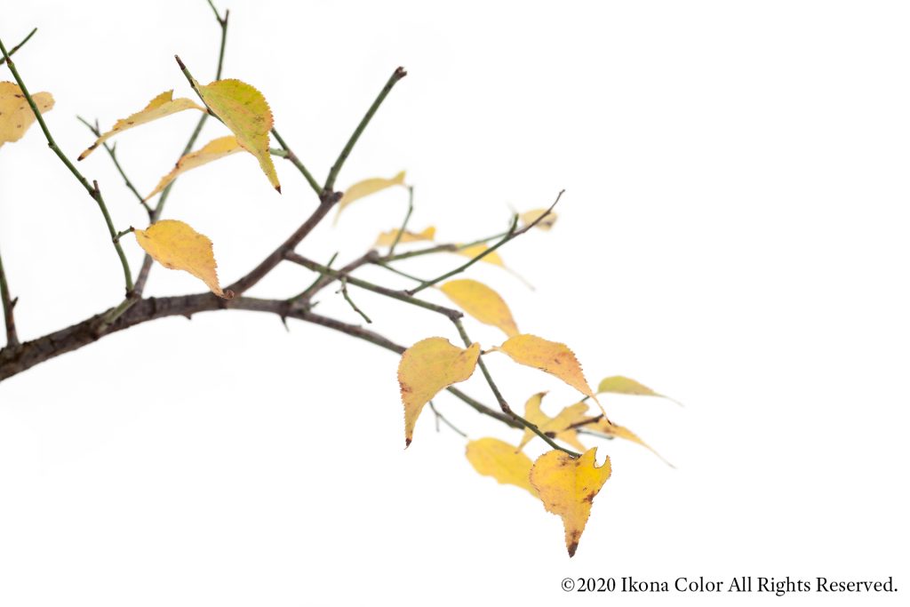 梅の木, 紅葉 / Plum Tree, Autumn Leaves