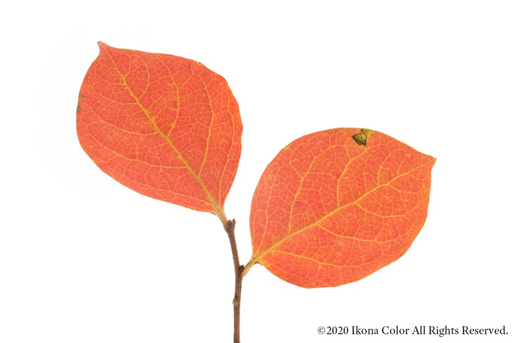 柿の葉, 紅葉 / Persimmon, Autumn Leaves