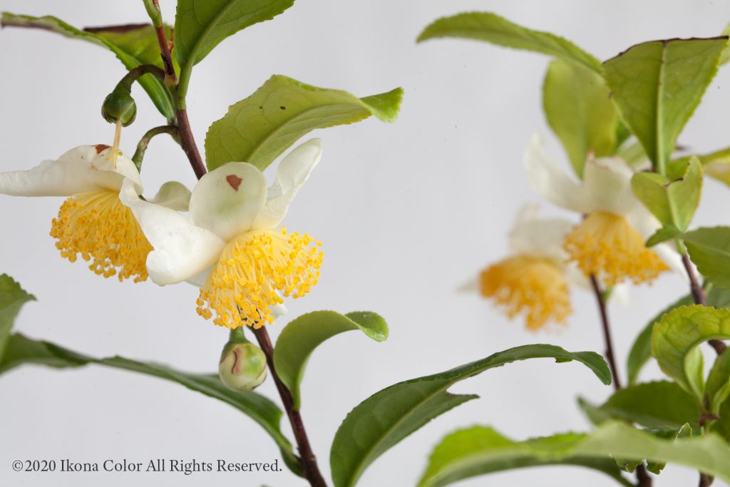 茶の花, お茶の木 / Tea Plant, Flower