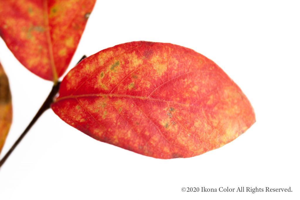 サルスベリ, 紅葉  / Crape Myrtle, Autumn Leaves