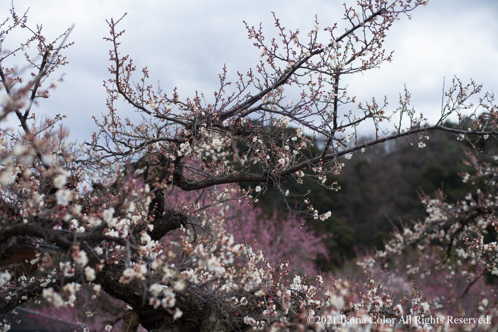 越生梅林 / Ogose Bairin (Plum Forest)