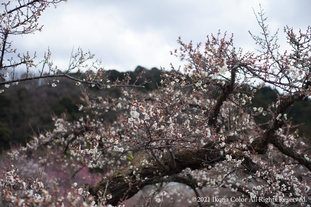 越生梅林 / Ogose Bairin (Plum Forest)