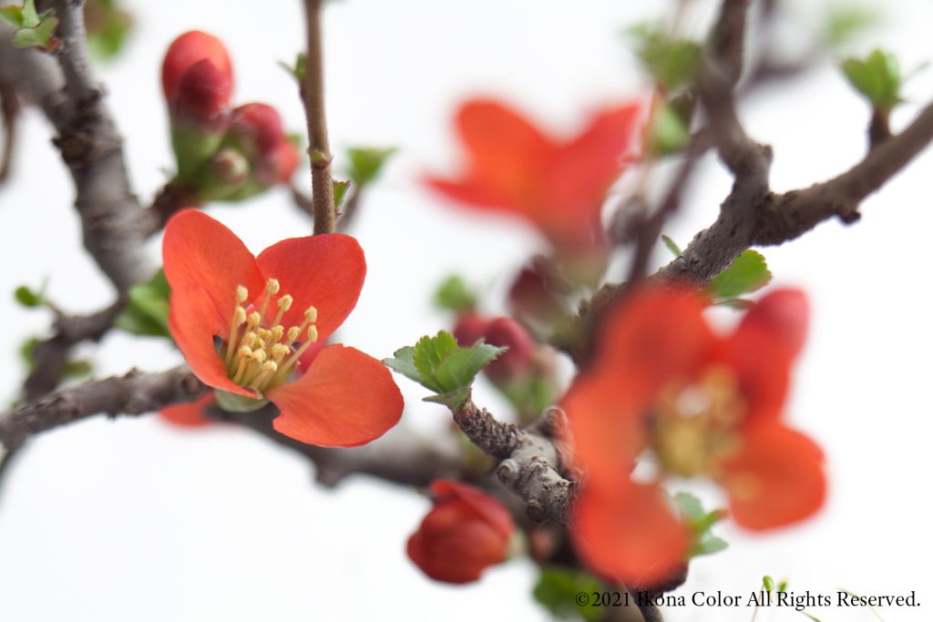 長寿梅の花, 赤 / Japanese Quince, Red Flower