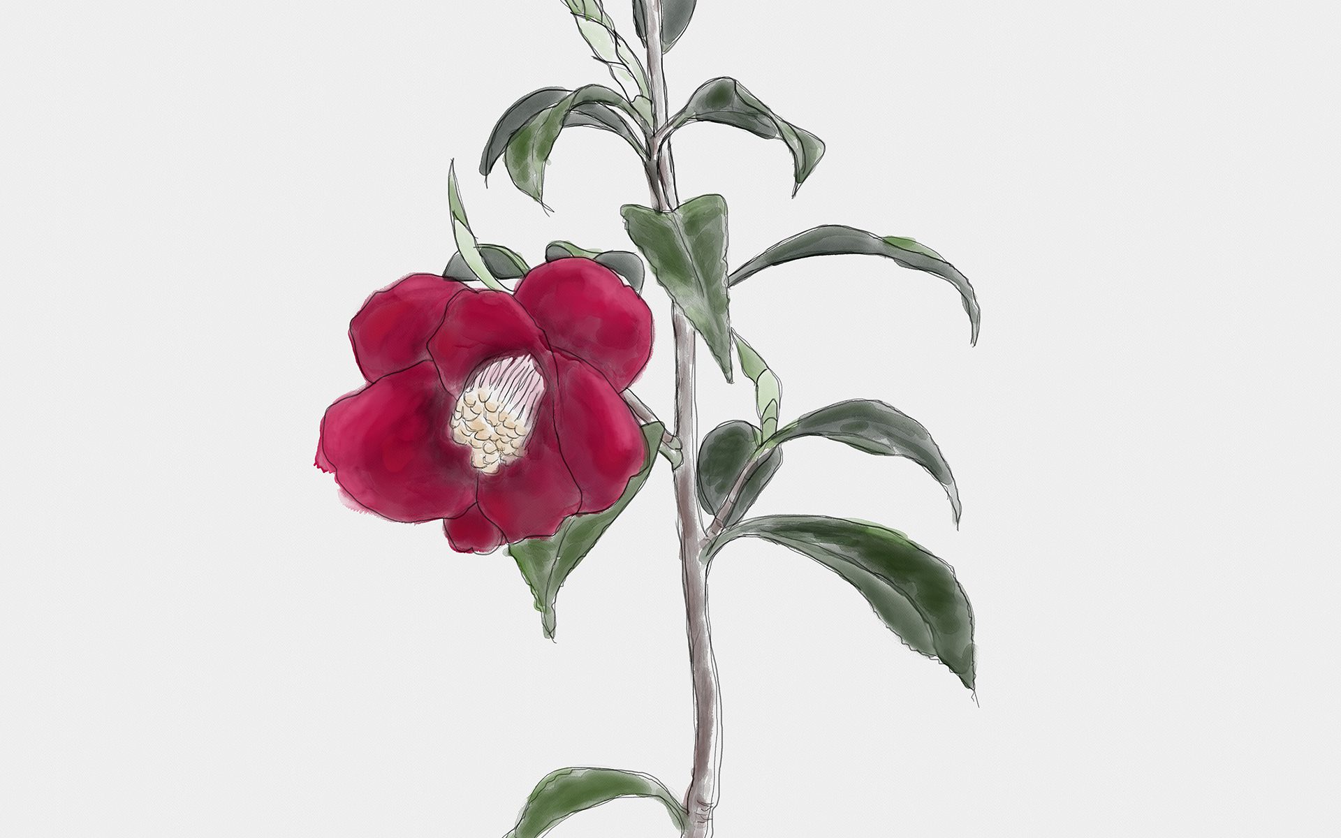 Drawing - Camellia