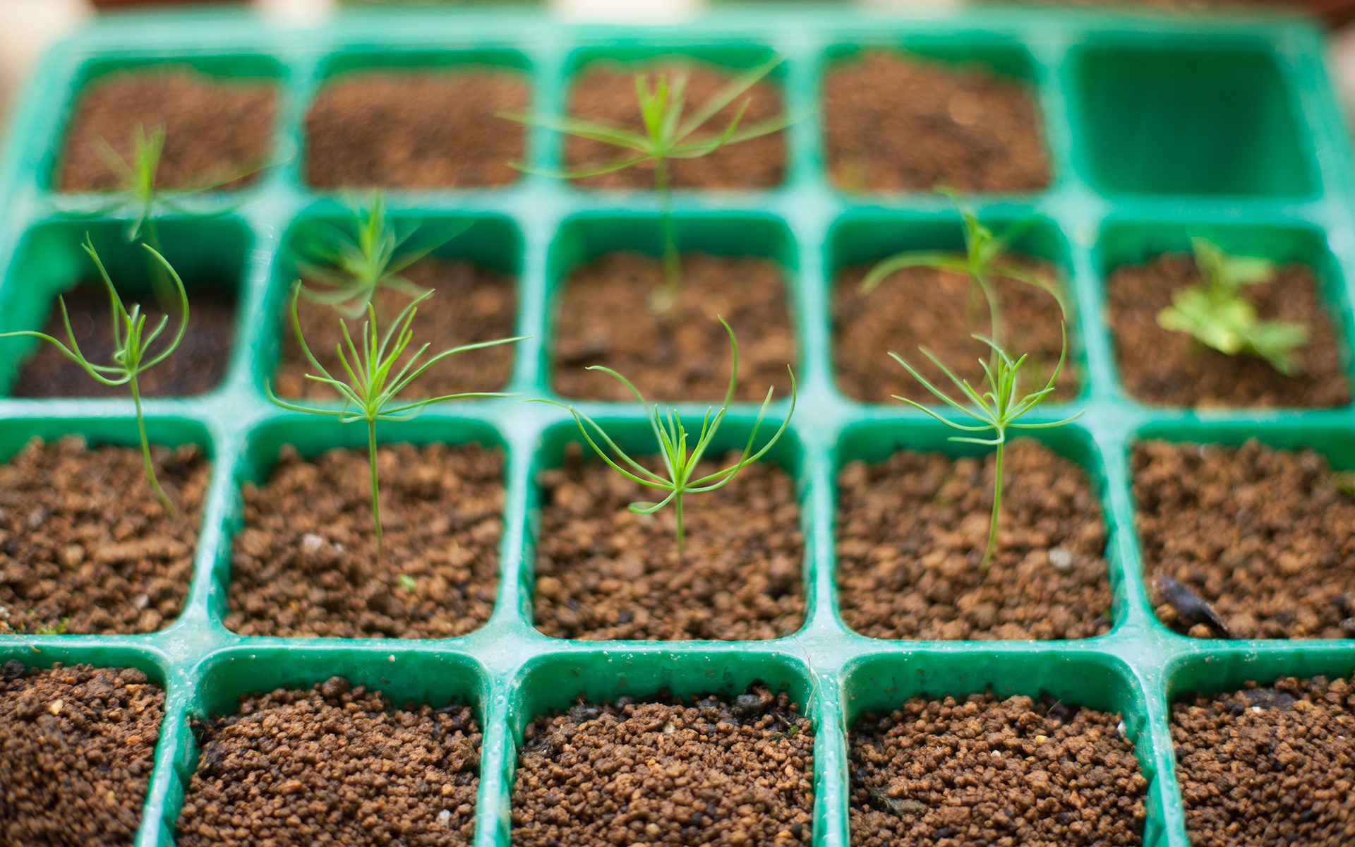 Japanese Black Pine Sprout