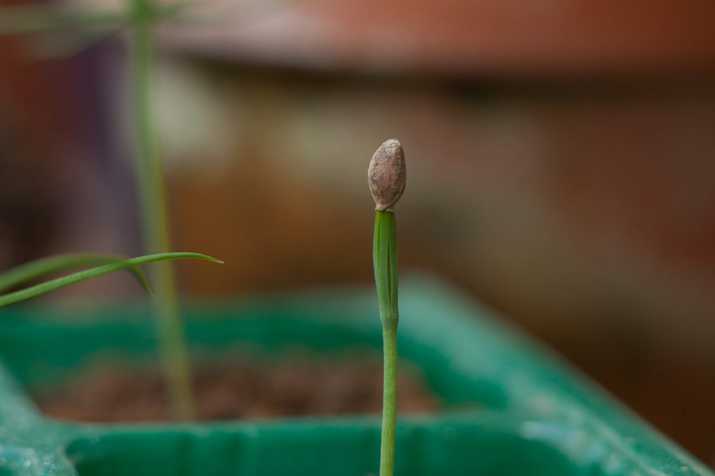 Japanese Black Pine Sprout