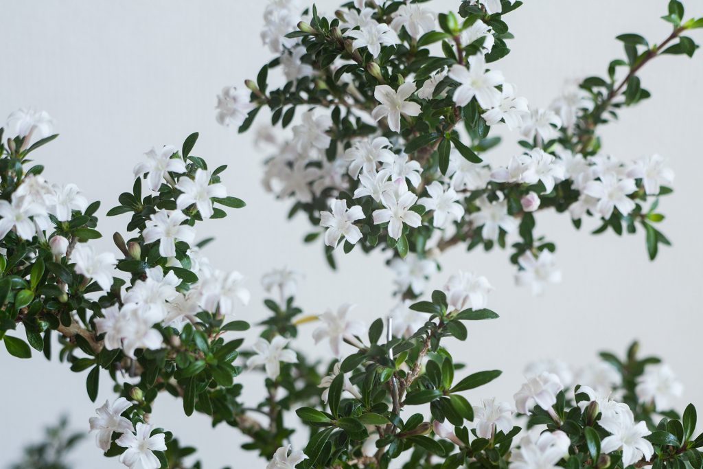 Serissa japonica