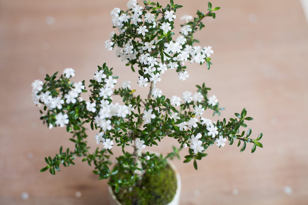 Serissa japonica