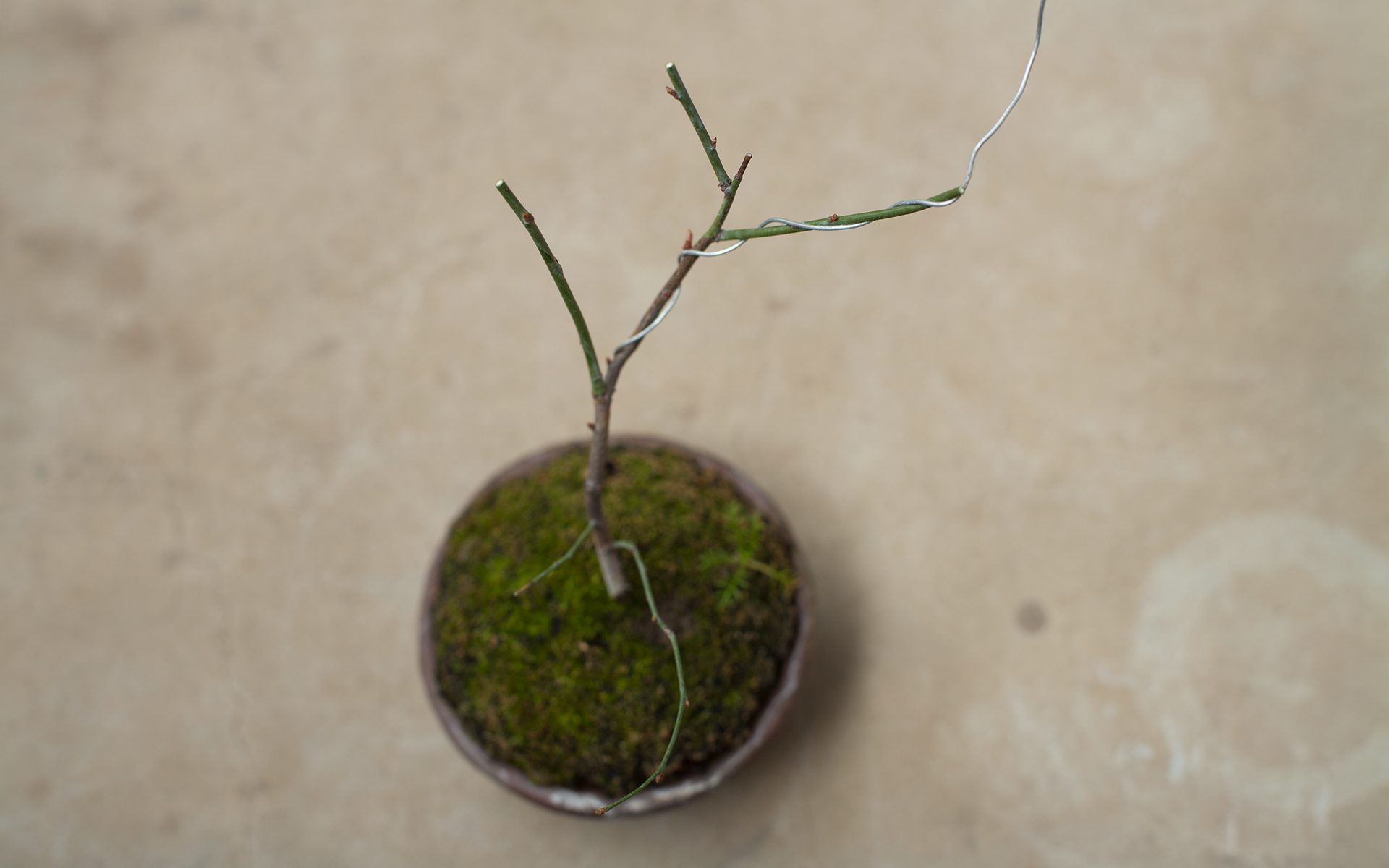 Bonsai - Plum Tree