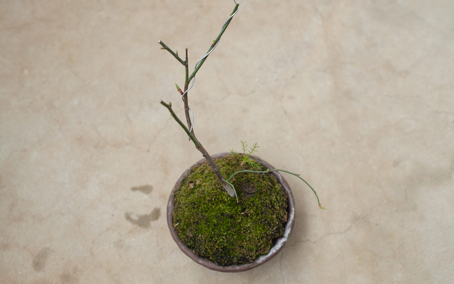 Bonsai - Plum